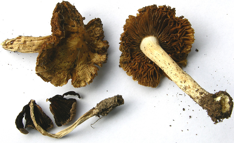 Risposte griglia 2 (marted� 29 maggio)